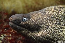 Muraena helena
