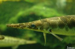 Lepisosteus oculatus