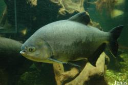 Aquazoo Düsseldorf