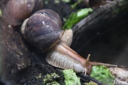 Lissachatina fulica