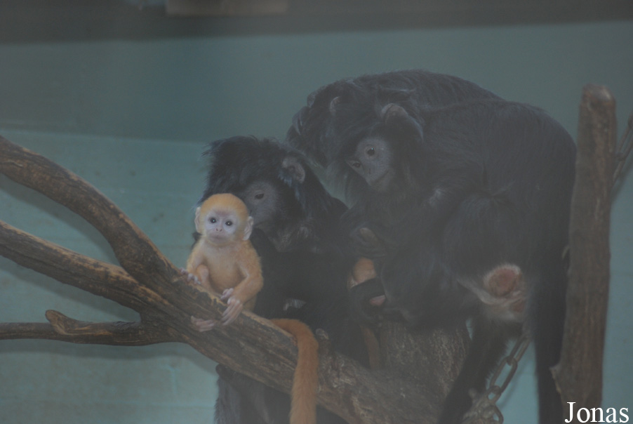 Zoo Antwerpen