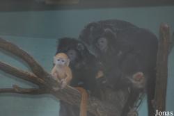Zoo Antwerpen