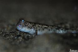 Periophthalmus sp.
