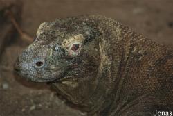 Varanus komodoensis