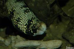 Echidna nebulosa