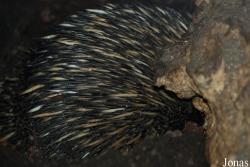 Dierenpark Planckendael