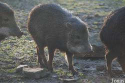 Dierenpark Planckendael