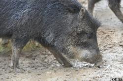 Tayassu pecari albirostris