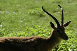 Tierpark Oberwald