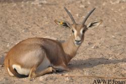 Gazella subgutturosa subgutturosa