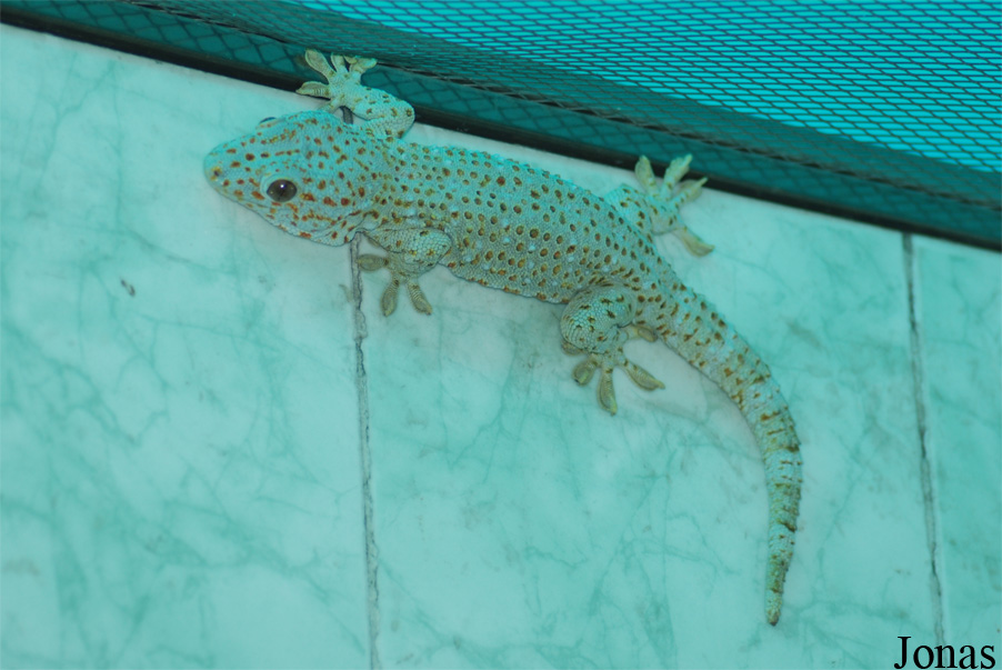 Guangzhou Zoo