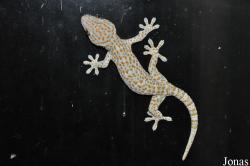 Gekko gecko