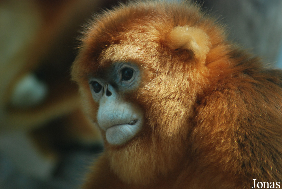 Xiangjiang Safari Park Guangzhou