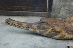 Crocopark Guangzhou