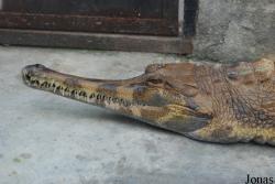 Crocopark Guangzhou