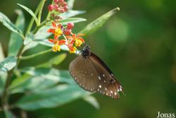 Euploea core