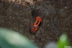Ocypodidae
