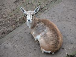 Zoologischer Garten Karlsruhe