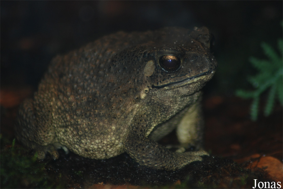 Diergaarde Blijdorp