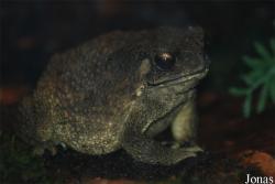 Diergaarde Blijdorp