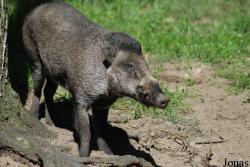 Sus cebifrons negrinus