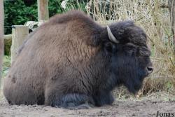 Bison bison athabascae