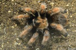 Brachypelma boehmei