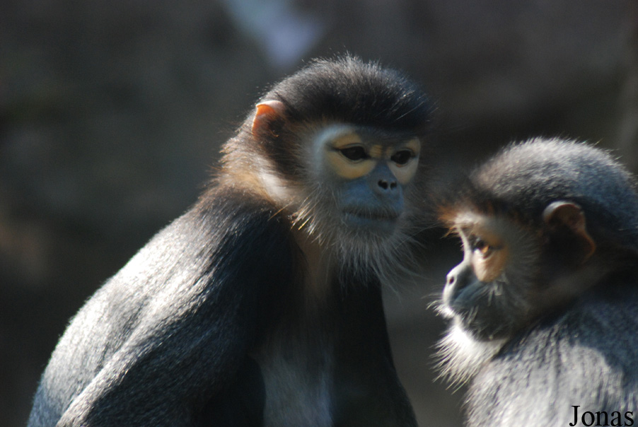 Xiangjiang Safari Park Guangzhou