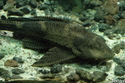 Hypostominae