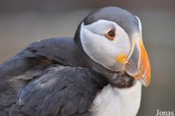 Alcidae