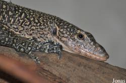 Varanus indicus