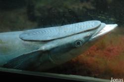 Echeneis naucrates