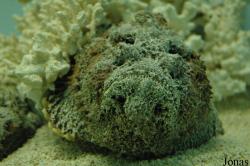 Synanceia verrucosa