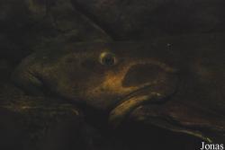 Aquarium de l'Université de Liège