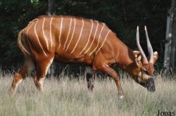 Tragelaphus eurycerus isaaci