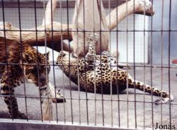 Zoologischer Garten Karlsruhe