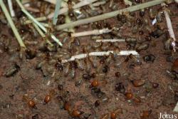 Macrotermes bellicosus