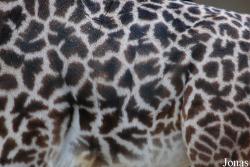 Giraffa camelopardalis tippelskirchi