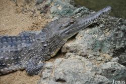 Crocodylus johnsoni