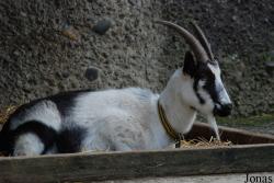 Chèvre Paon