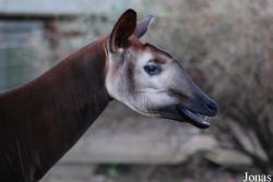 Zoo Köln