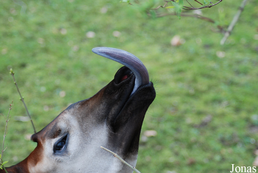 Zoo Köln
