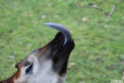 Zoo Köln