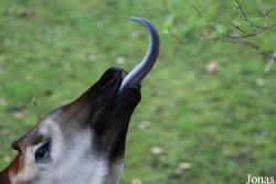 Zoo Köln