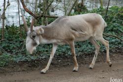 Zoo Köln