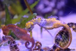 Hippocampus abdominalis