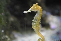 Hippocampinae