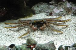 Plagusiidae