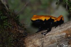 Dendrobates galactonotus