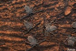 Damon variegatus